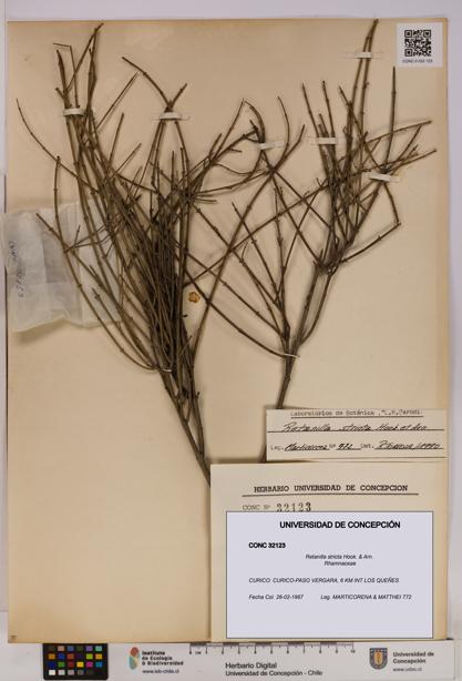 Retanilla stricta [Espécimen: UDEC:CONC:0032123]