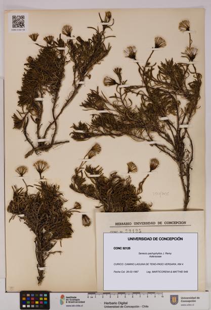 Senecio pachyphyllos [Espécimen: UDEC:CONC:0032125]