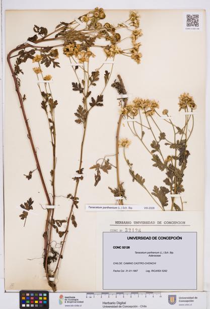 Tanacetum parthenium [Espécimen: ]