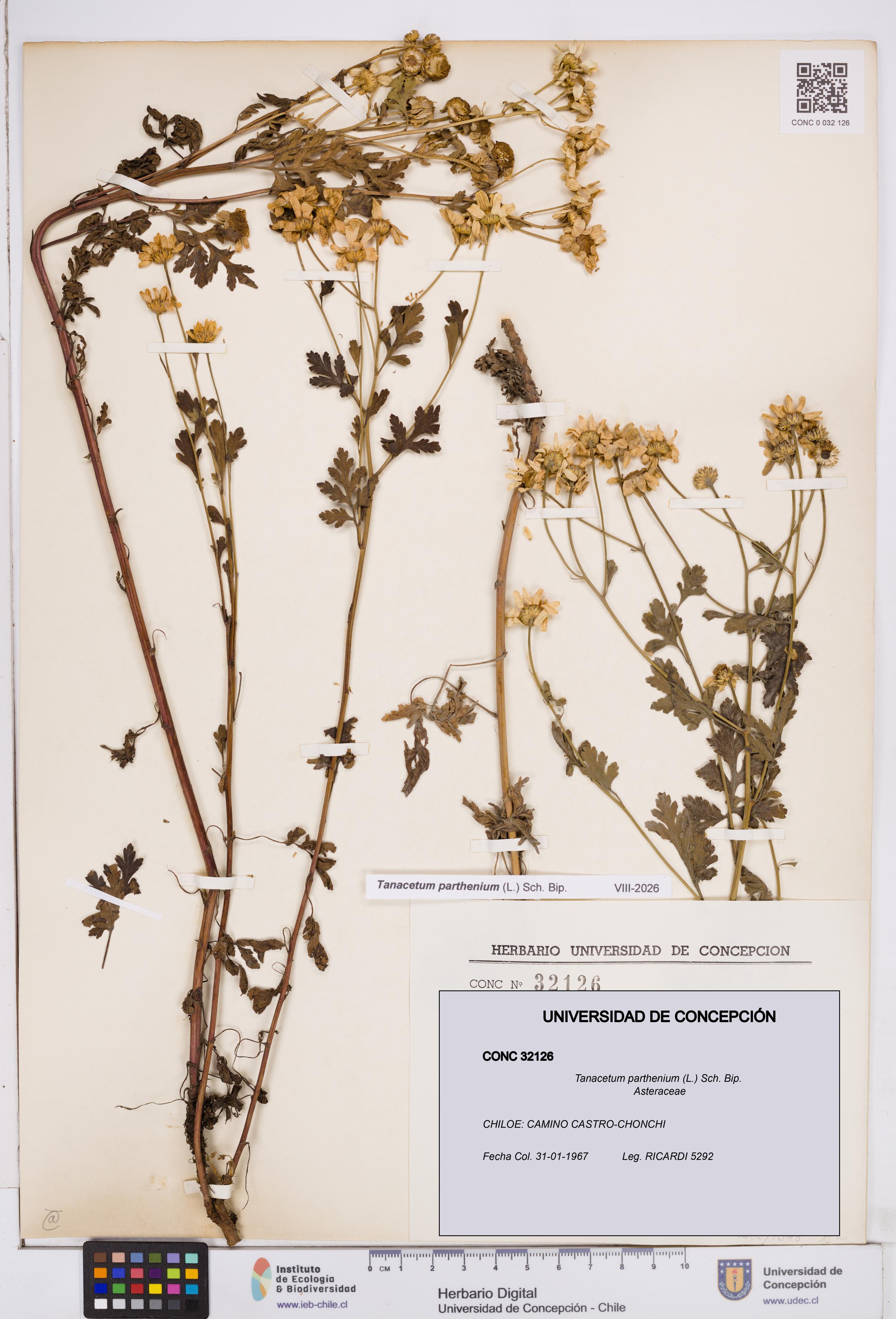 Tanacetum parthenium [Espécimen: ]