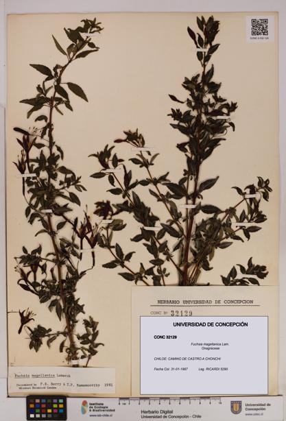 Fuchsia magellanica [Espécimen: UDEC:CONC:0032129]