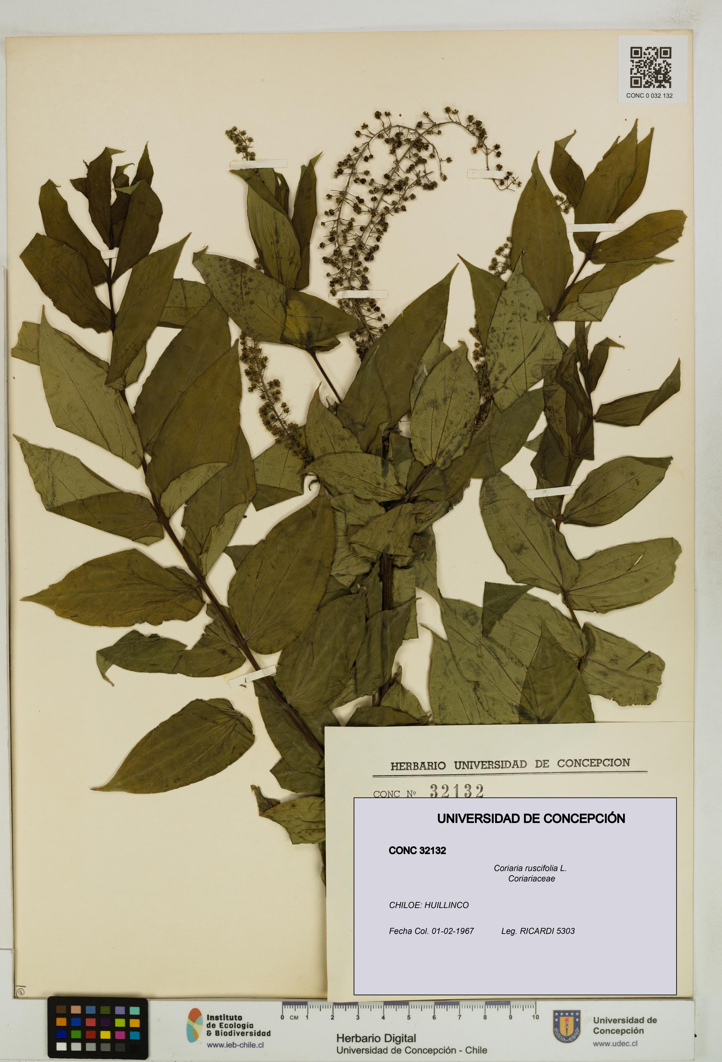 Coriaria ruscifolia [Espécimen: ]
