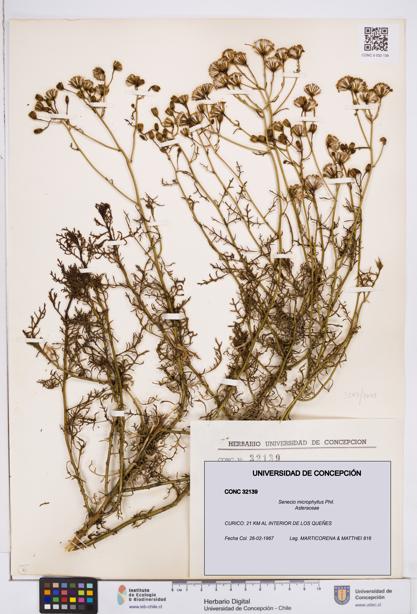 Senecio microphyllus [Espécimen: ]