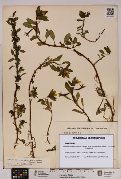 Ludwigia peploides [Espécimen: UDEC:CONC:0032140]