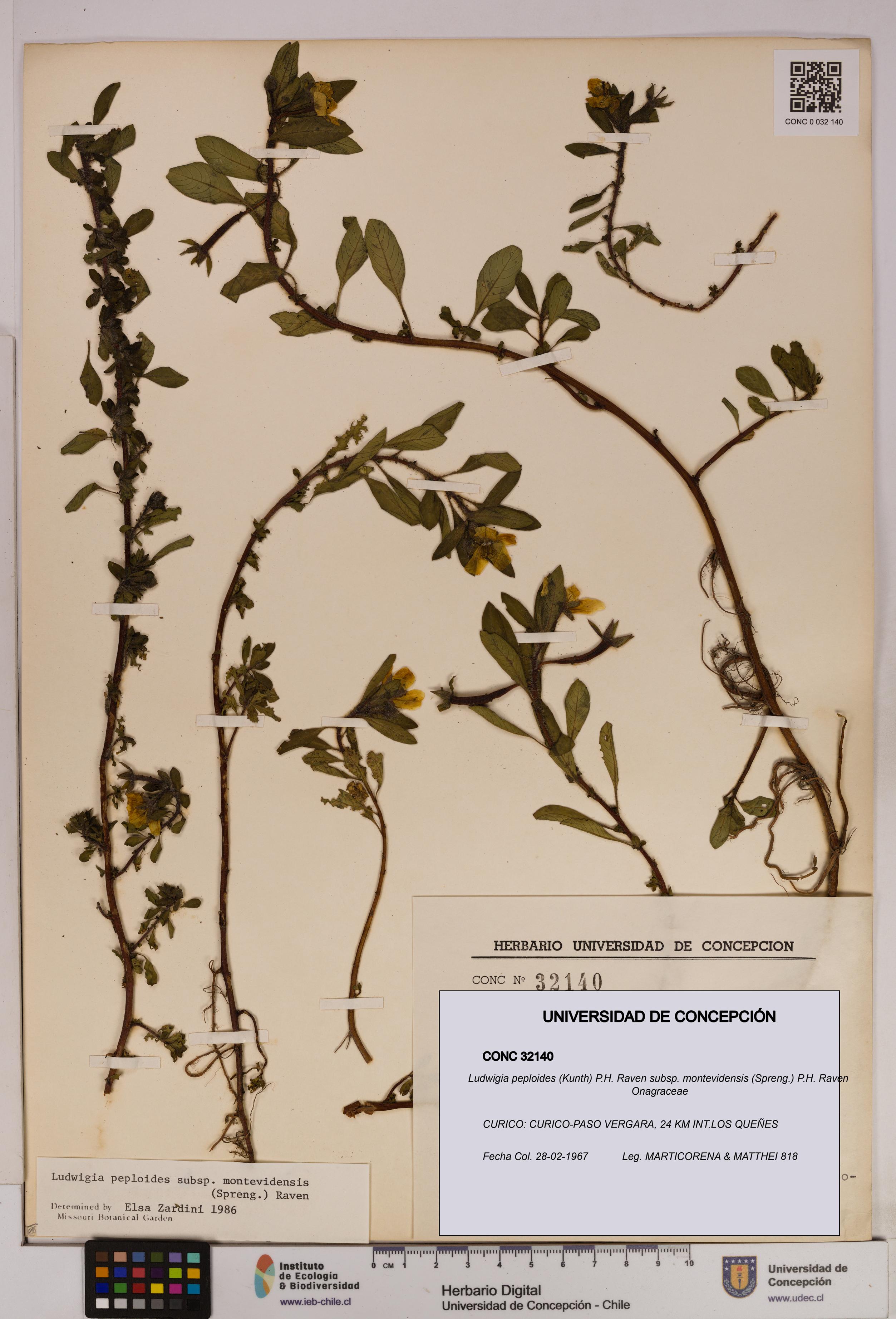 Ludwigia peploides [Espécimen: UDEC:CONC:0032140]