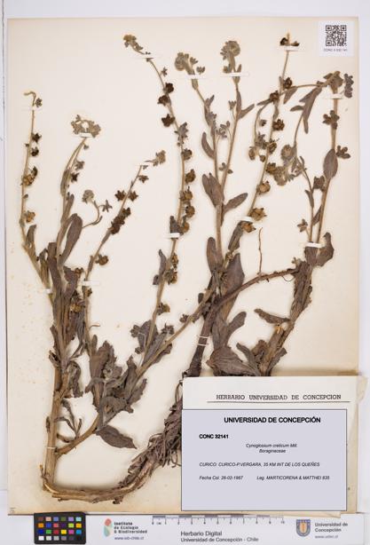 Cynoglossum creticum [Espécimen: ]