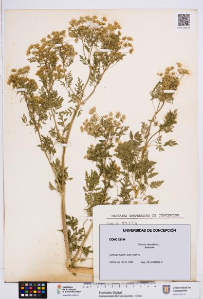 Conium maculatum [Espécimen: ]