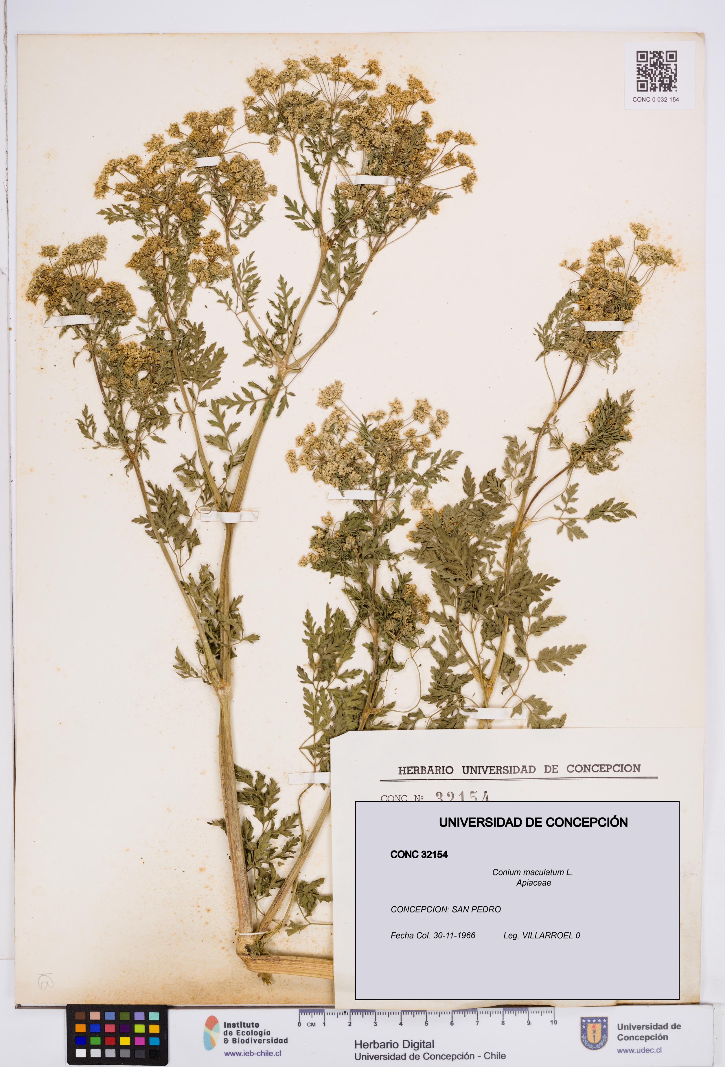 Conium maculatum [Espécimen: ]