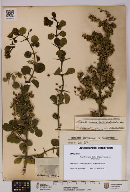 Retanilla trinervia [Espécimen: UDEC:CONC:0032157]