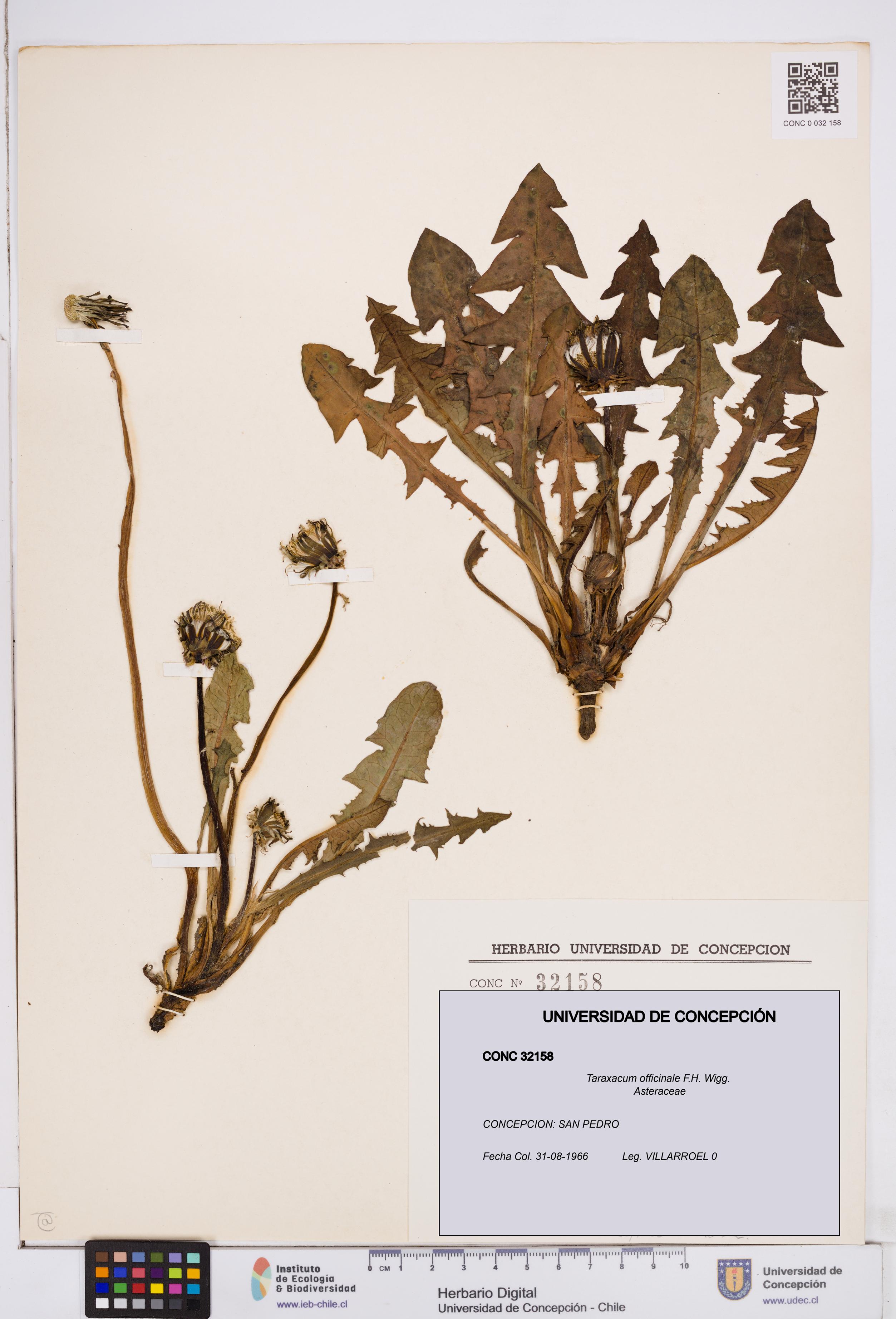 Taraxacum officinale [Espécimen: ]