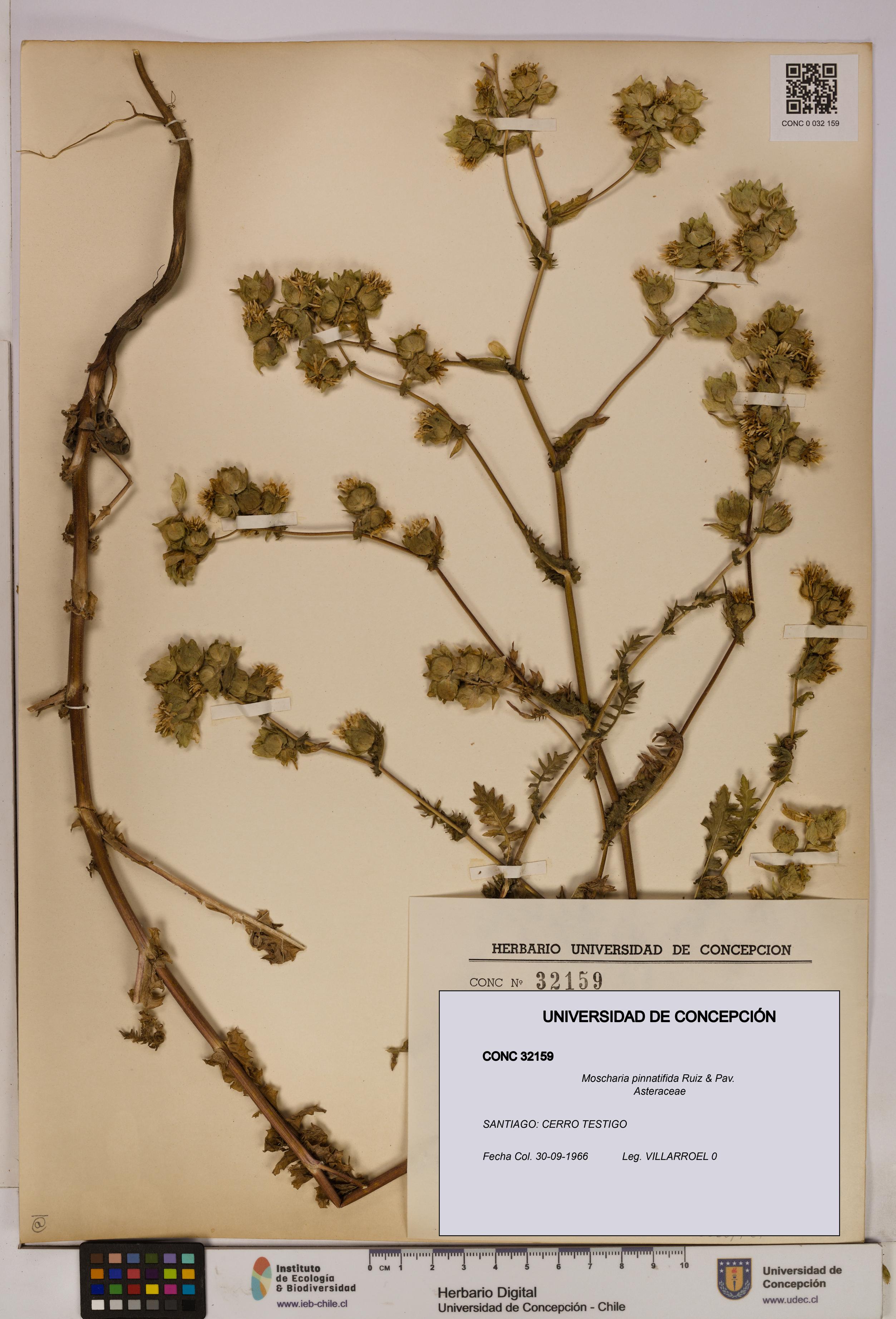 Moscharia pinnatifida [Espécimen: UDEC:CONC:0032159]