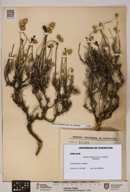 Senecio chilensis var. chilensis [Espécimen: UDEC:CONC:0032160]