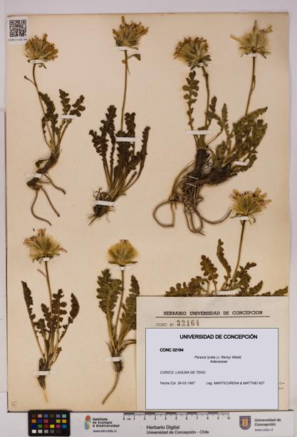 Perezia lyrata [Espécimen: UDEC:CONC:0032164]