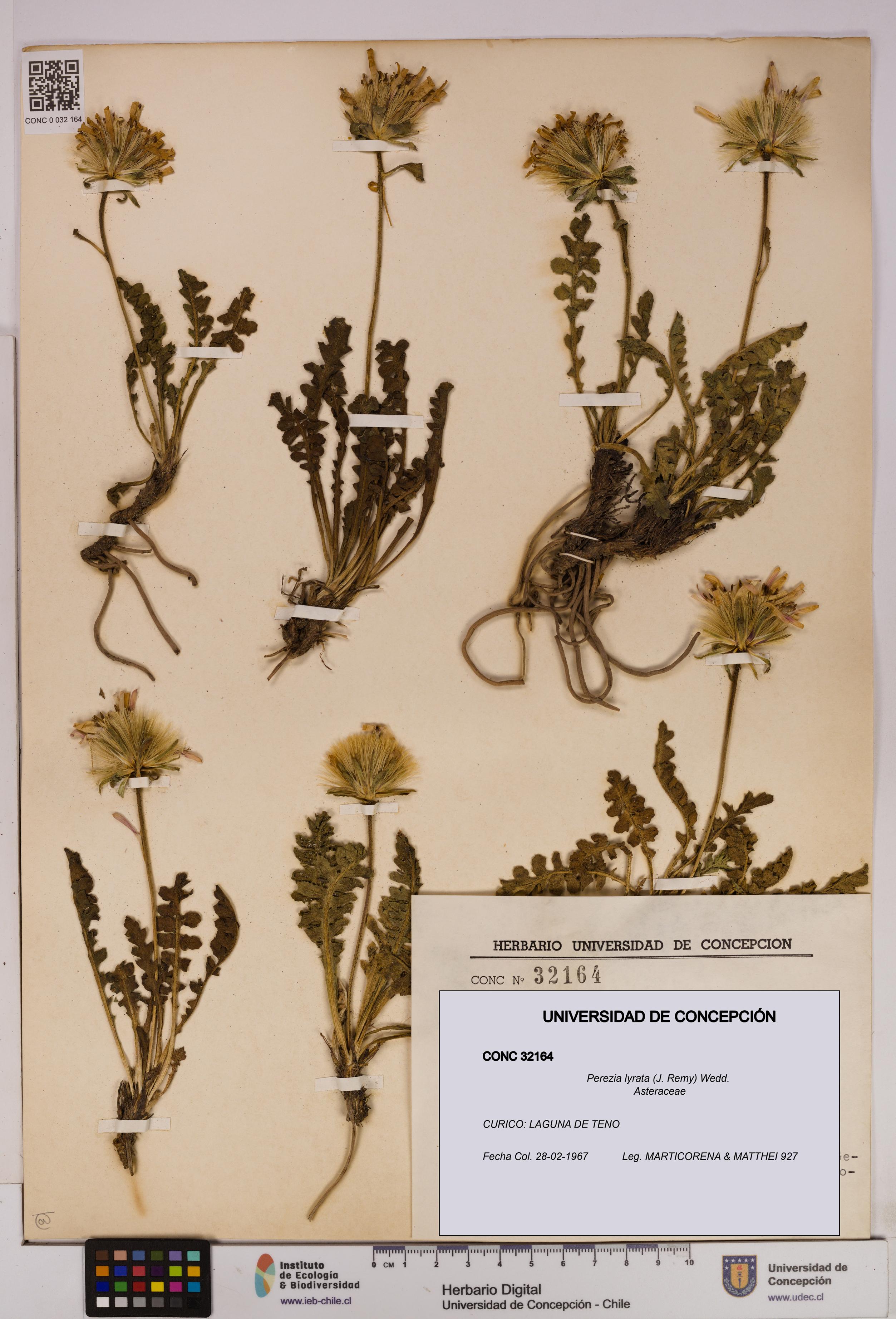 Perezia lyrata [Espécimen: UDEC:CONC:0032164]