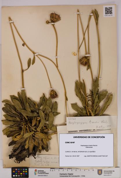 Haplopappus taeda [Espécimen: UDEC:CONC:0032167]