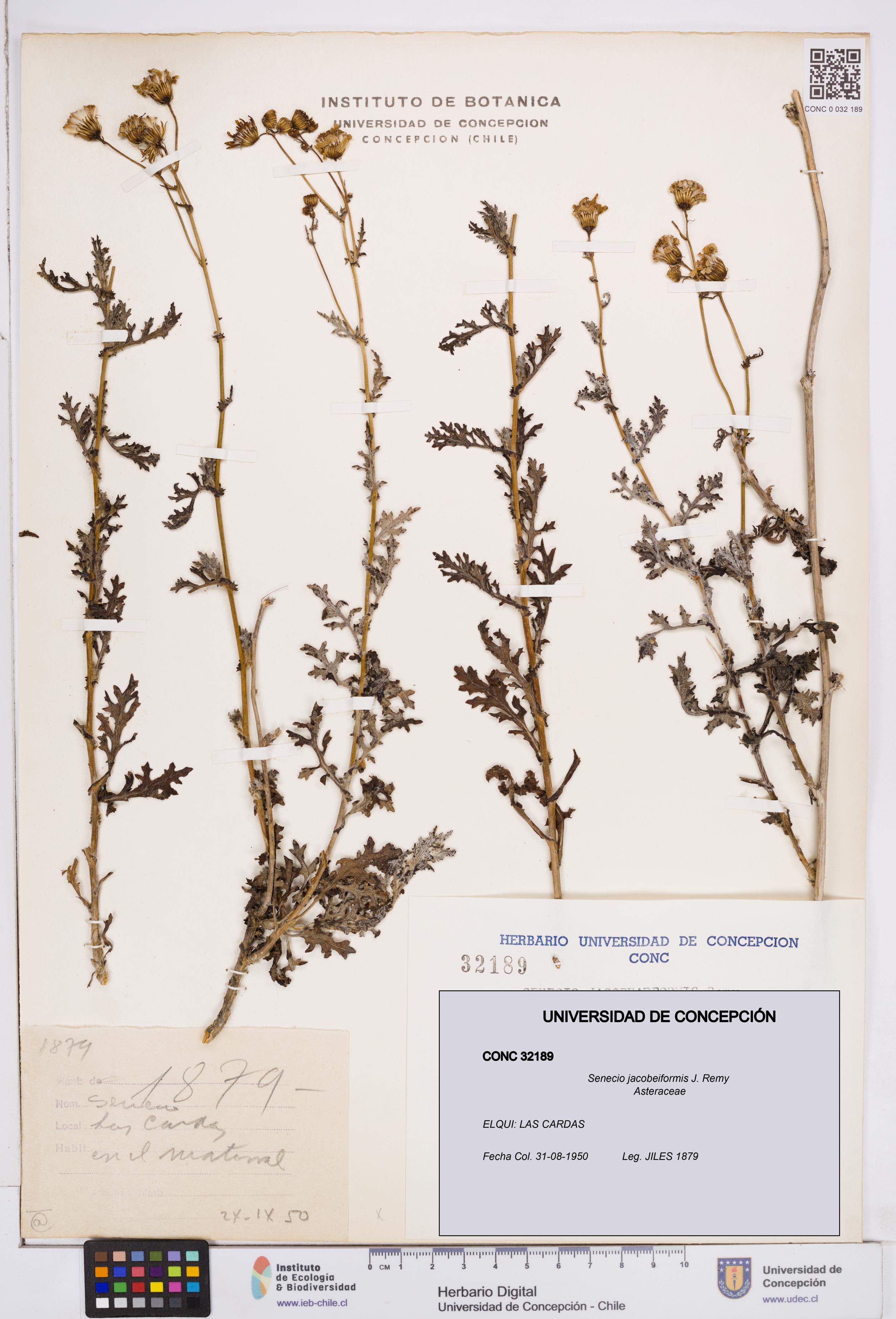 Senecio jacobeiformis [Espécimen: ]
