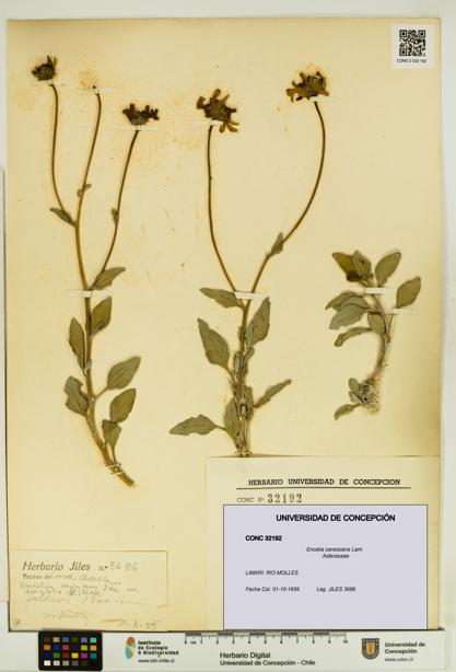 Encelia canescens [Espécimen: UDEC:CONC:0032192]