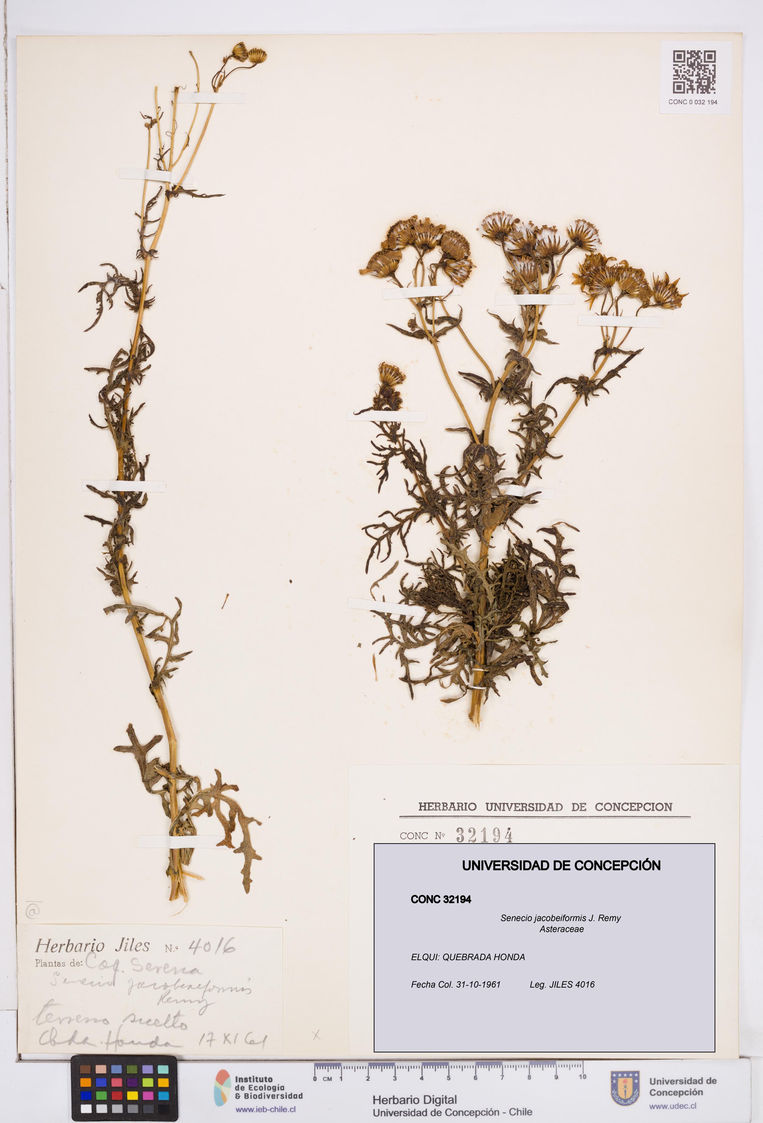 Senecio jacobeiformis [Espécimen: ]