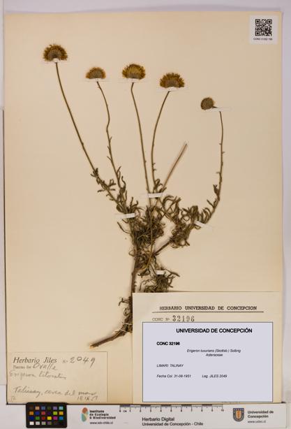 Erigeron luxurians [Espécimen: UDEC:CONC:0032196]