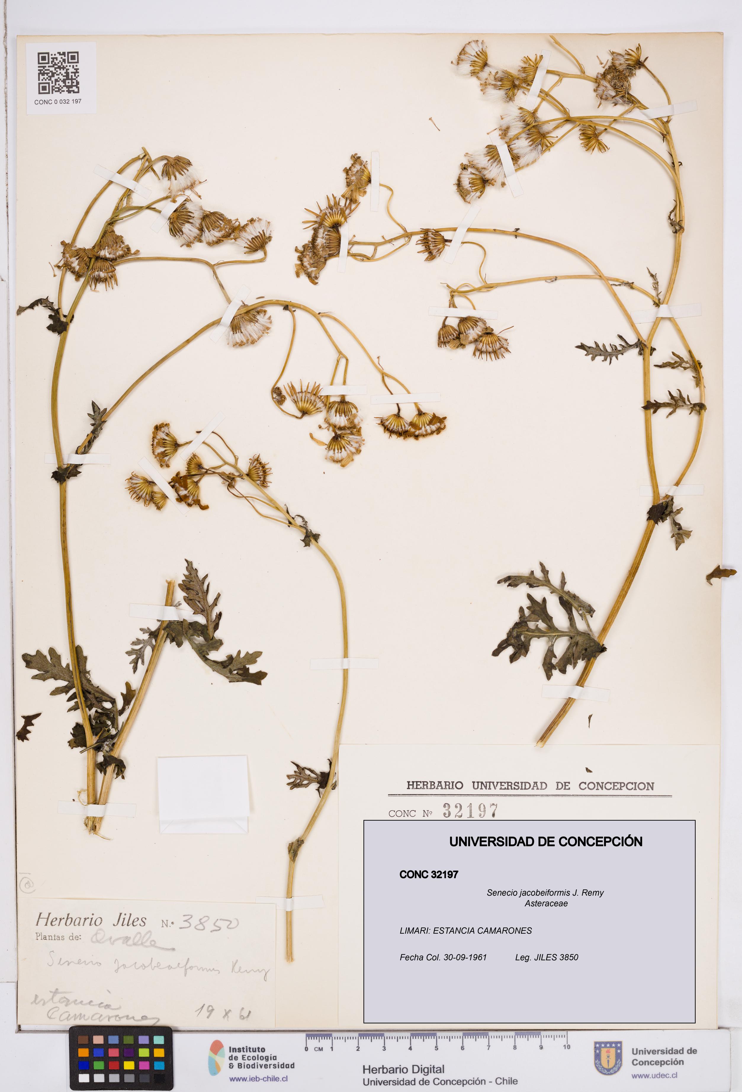 Senecio jacobeiformis [Espécimen: ]