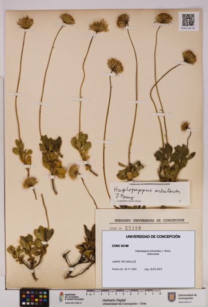 Haplopappus arbutoides [Espécimen: UDEC:CONC:0032199]