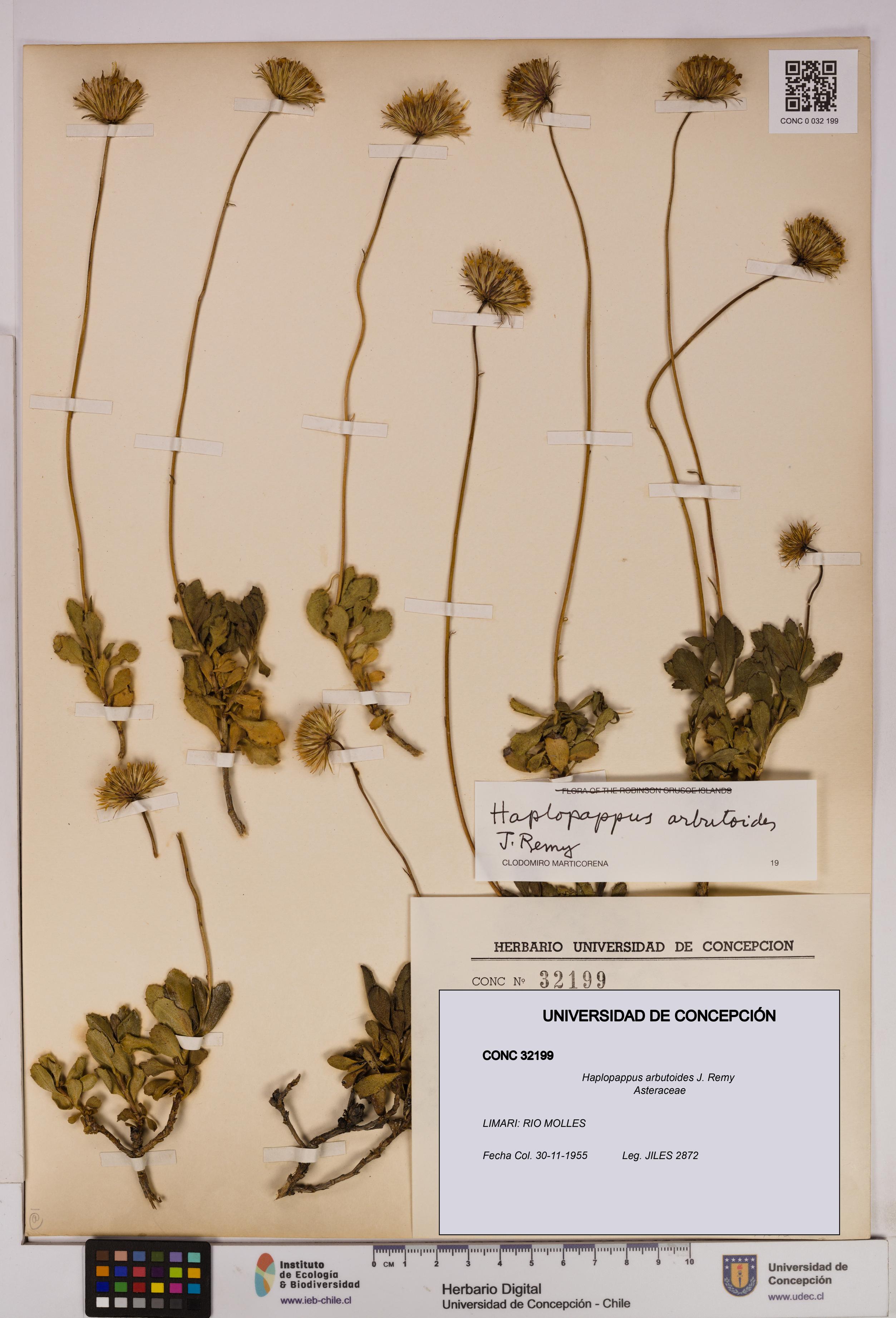 Haplopappus arbutoides [Espécimen: UDEC:CONC:0032199]