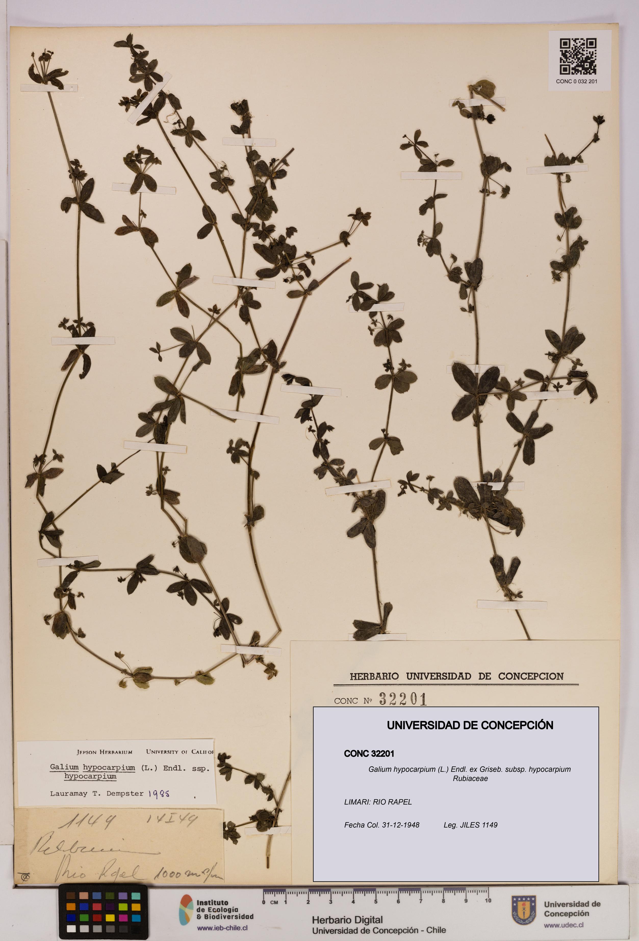 Galium hypocarpium subsp. hypocarpium [Espécimen: UDEC:CONC:0032201]