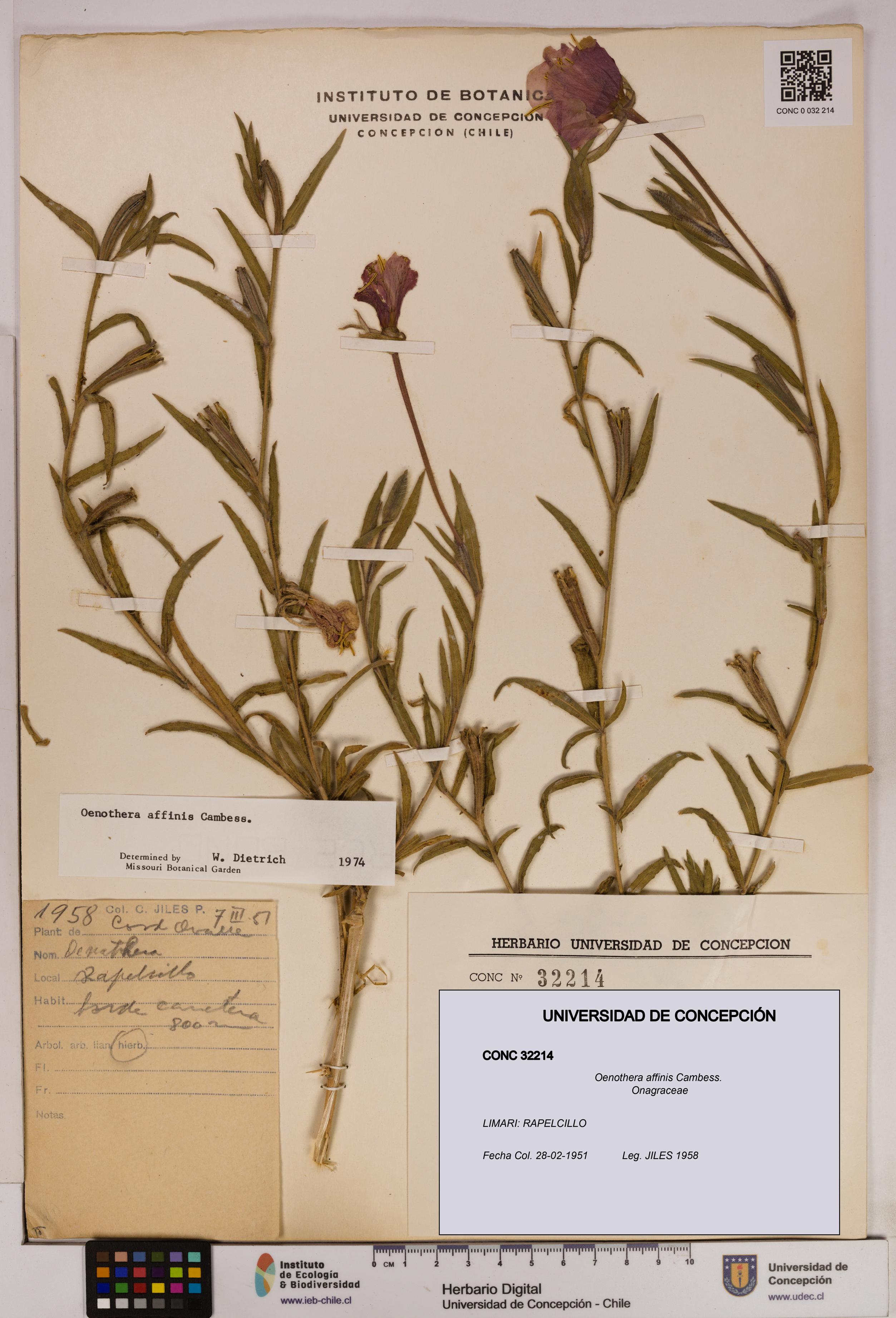 Oenothera affinis [Espécimen: UDEC:CONC:0032214]