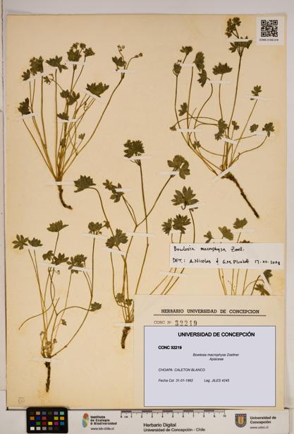 Bowlesia macrophysa [Espécimen: ]