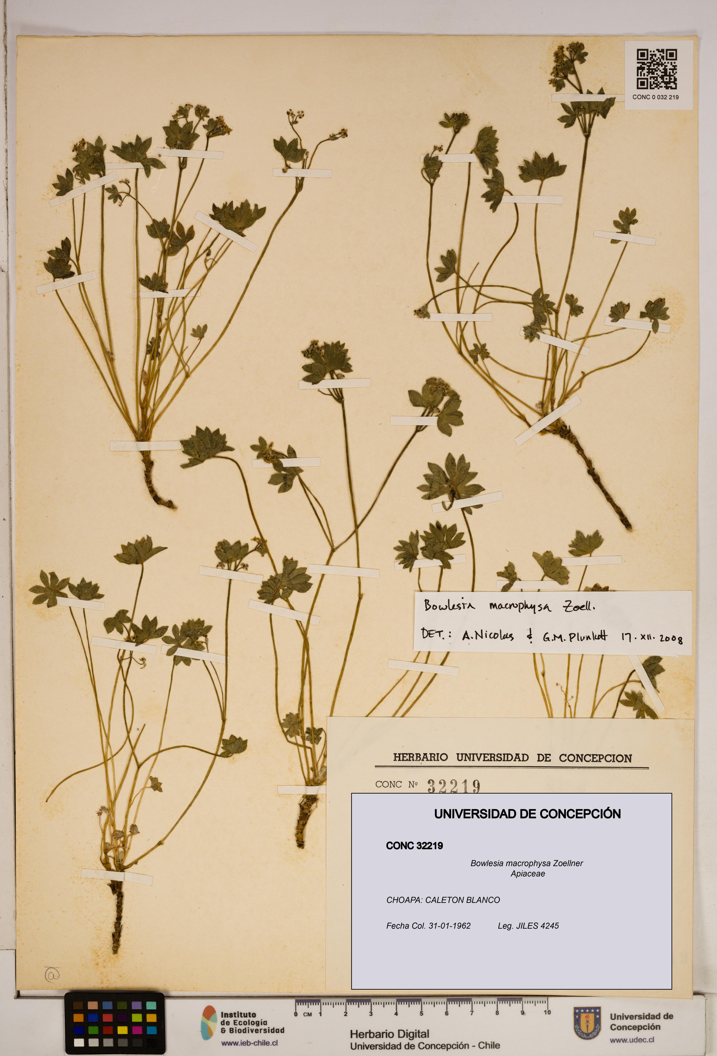 Bowlesia macrophysa [Espécimen: ]