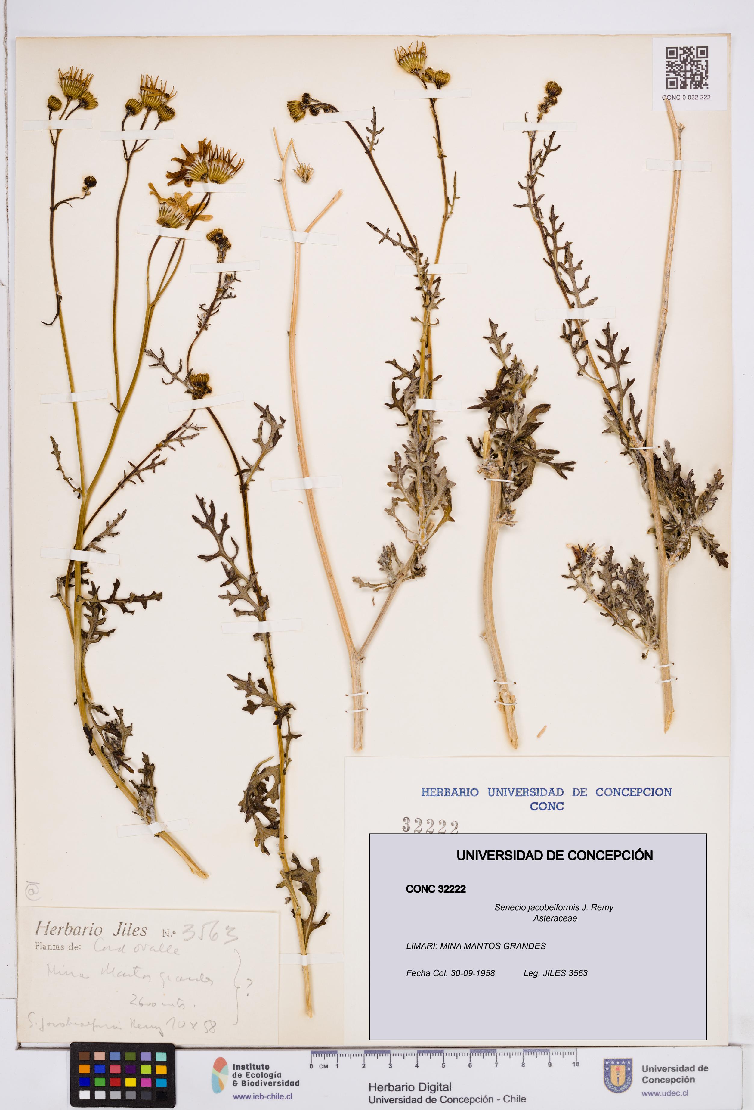 Senecio jacobeiformis [Espécimen: ]