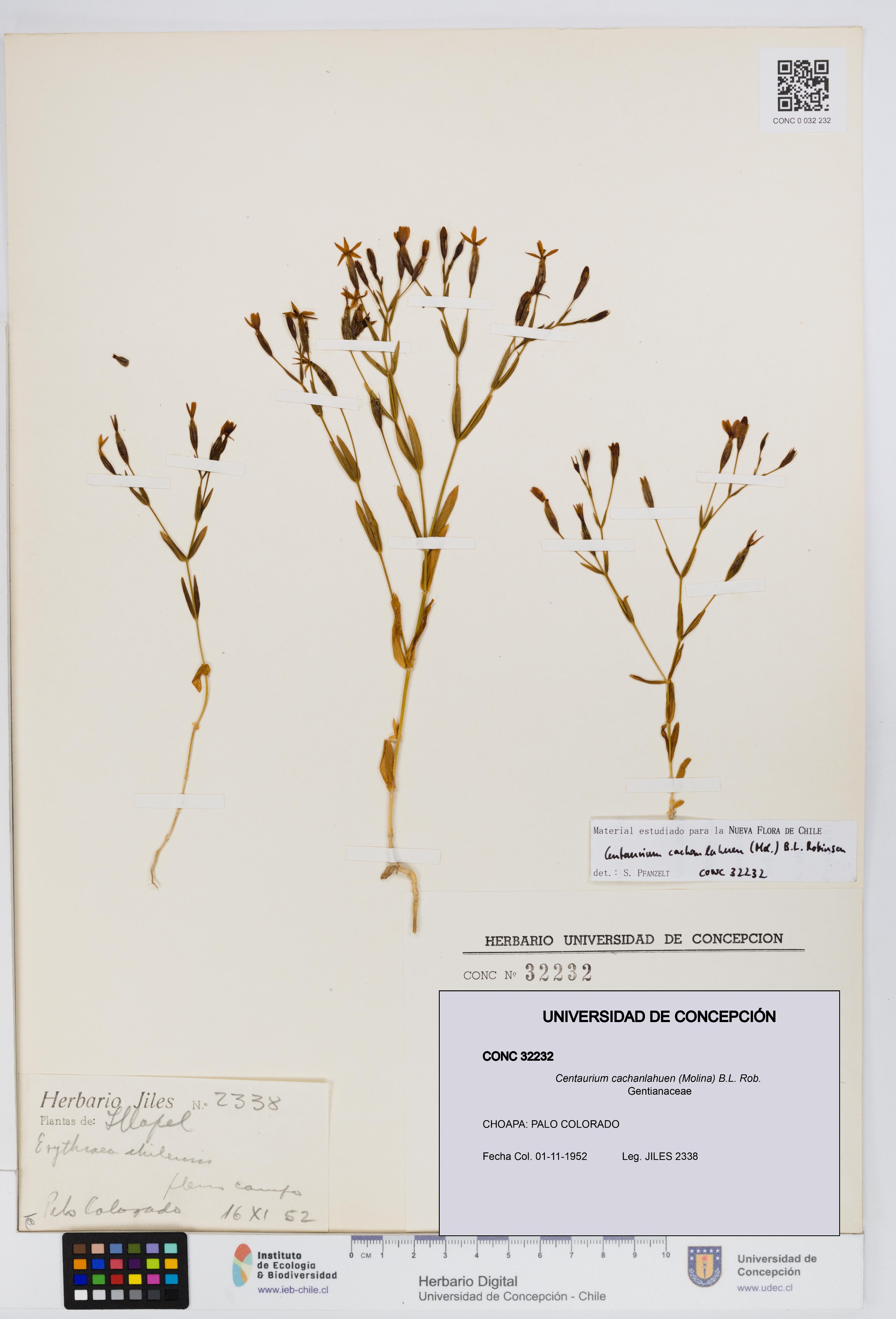 Centaurium cachanlahuen [Espécimen: UDEC:CONC:0032232]