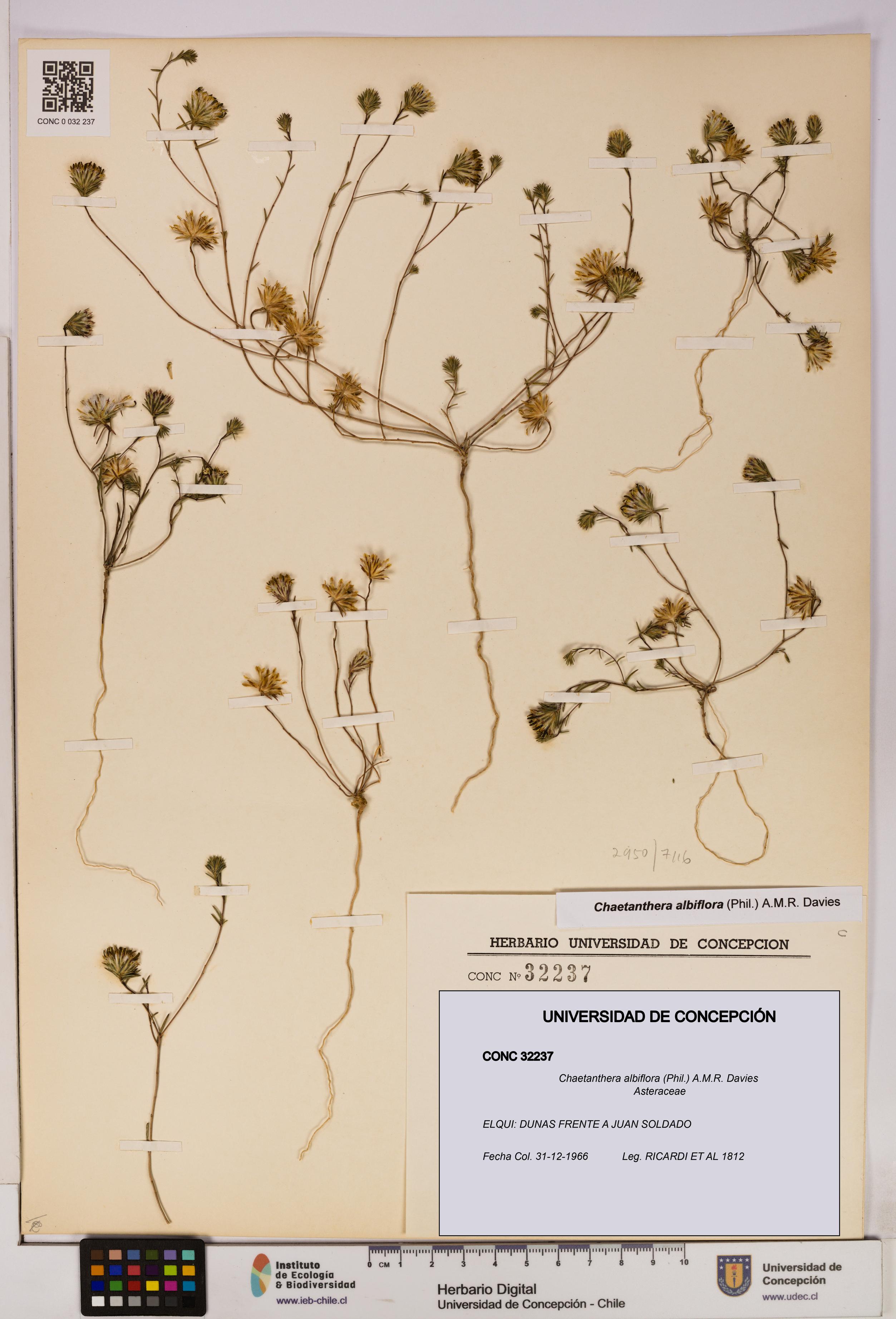 Chaetanthera albiflora [Espécimen: UDEC:CONC:0032237]