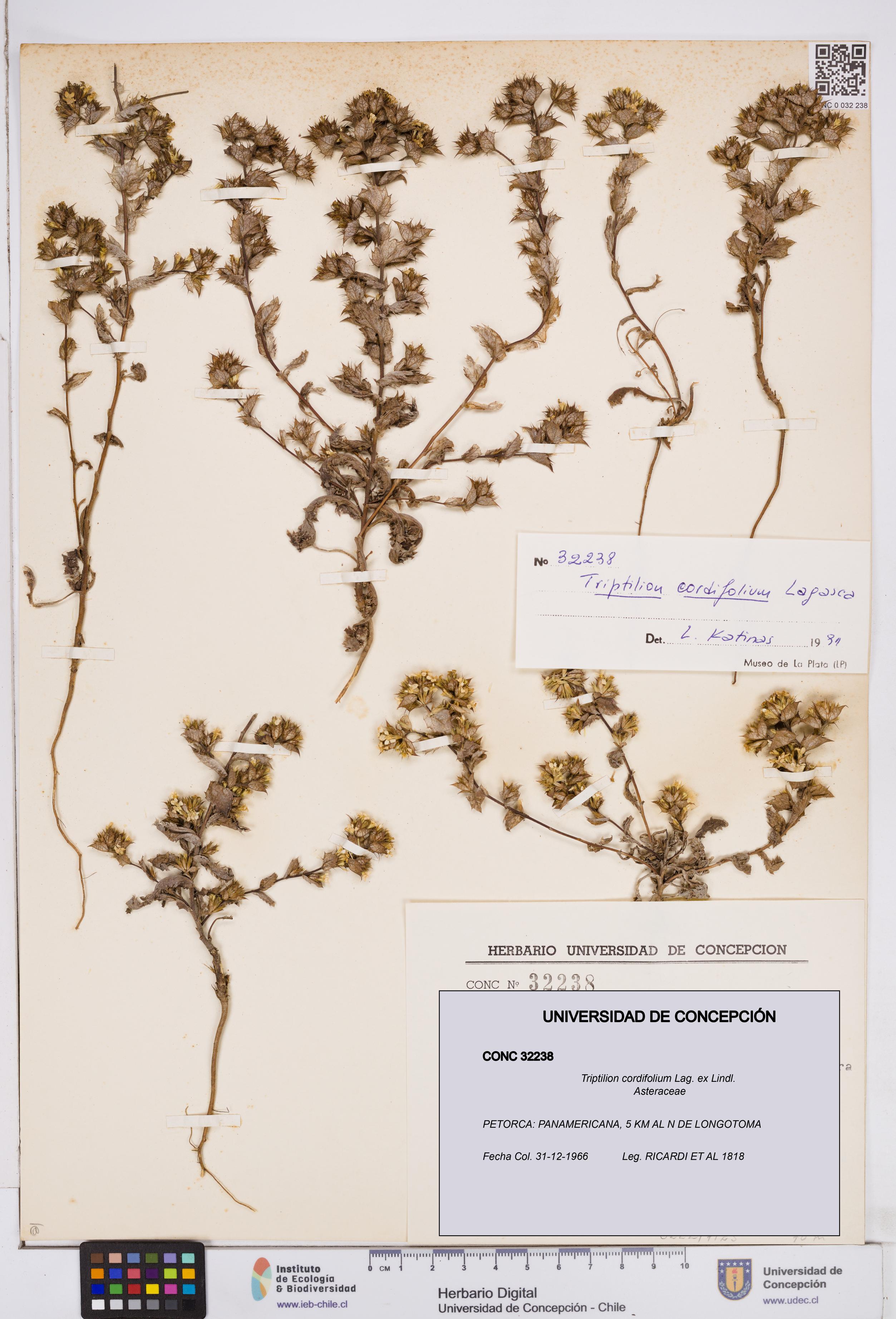 Triptilion cordifolium [Espécimen: ]