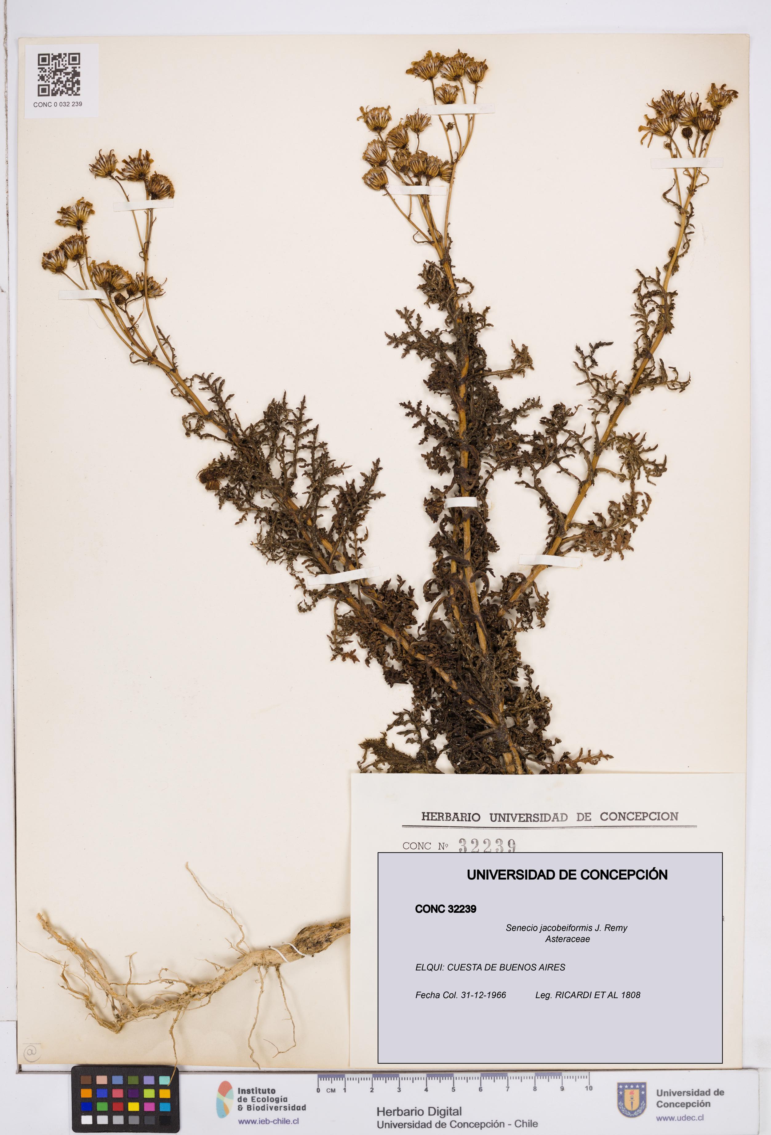 Senecio jacobeiformis [Espécimen: ]