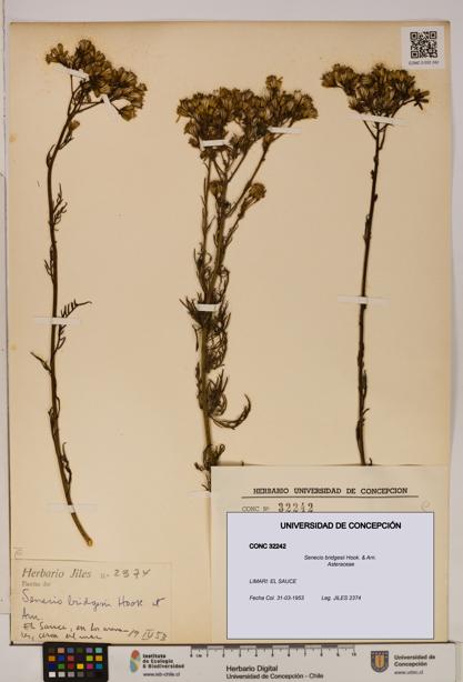 Senecio bridgesii [Espécimen: UDEC:CONC:0032242]