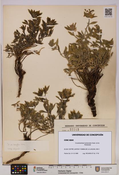 Cruckshanksia hymenodon [Espécimen: UDEC:CONC:0032243]