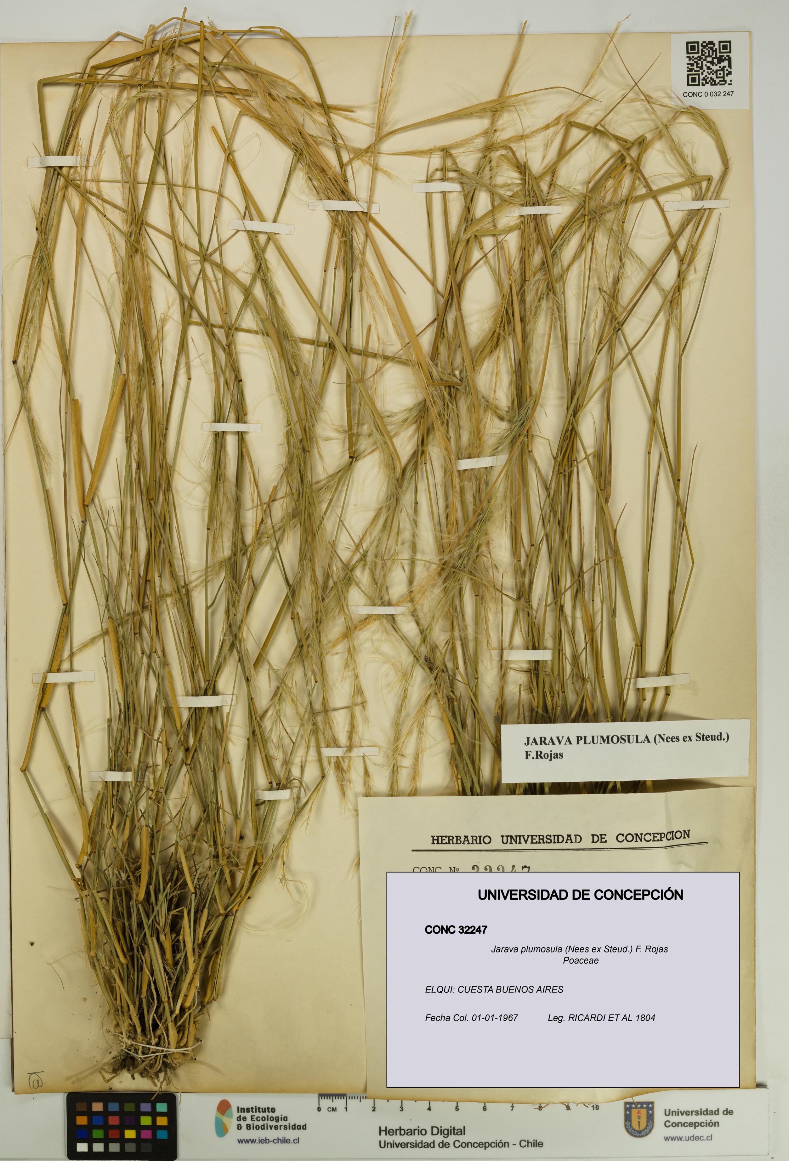 Jarava plumosula [Espécimen: UDEC:CONC:0032247]