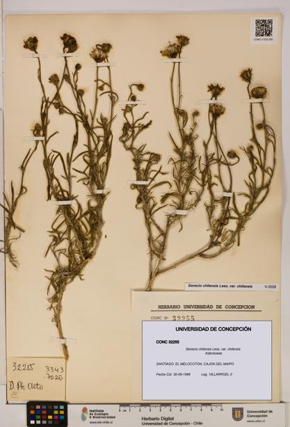 Senecio chilensis var. chilensis [Espécimen: UDEC:CONC:0032255]