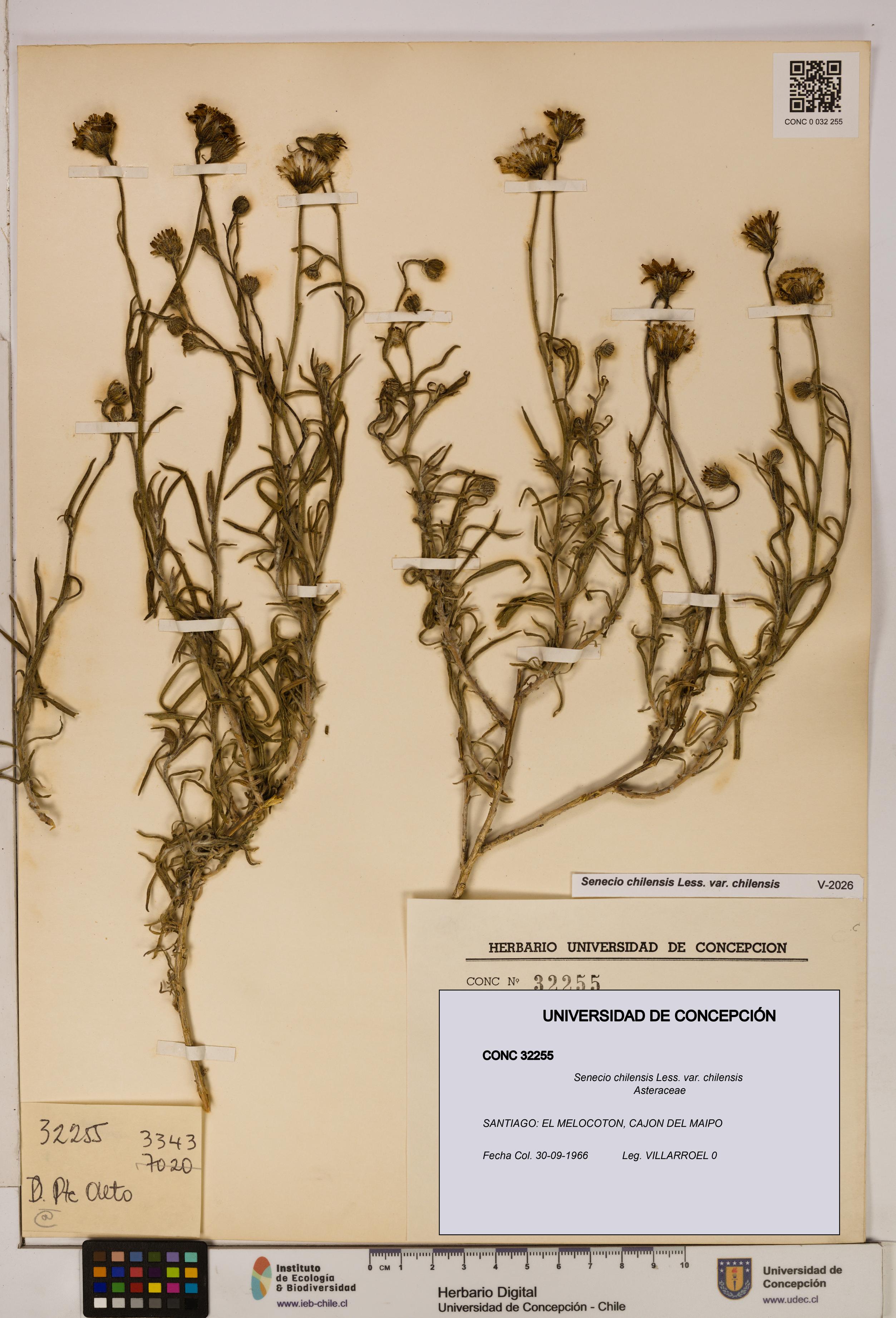 Senecio chilensis var. chilensis [Espécimen: UDEC:CONC:0032255]