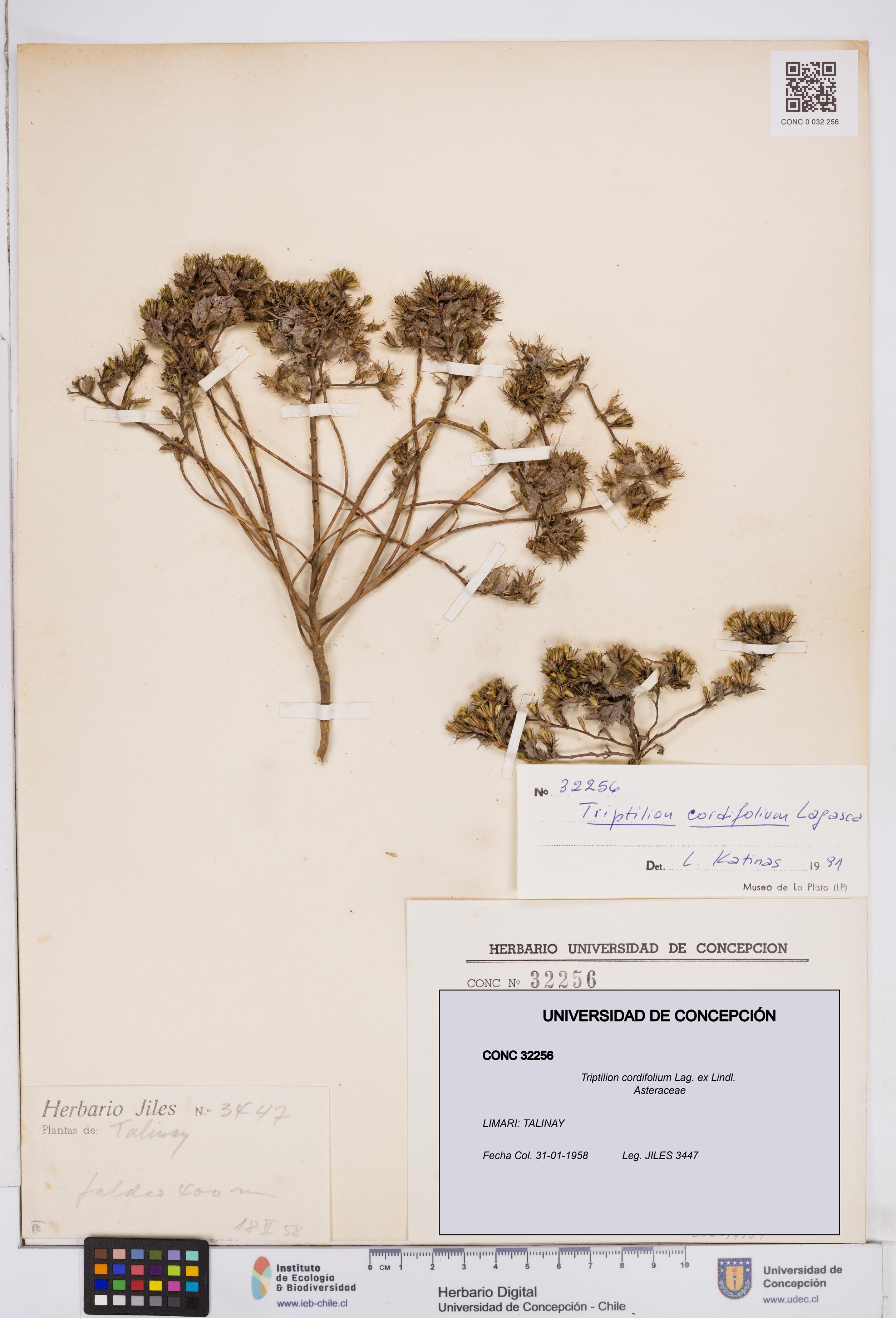 Triptilion cordifolium [Espécimen: ]