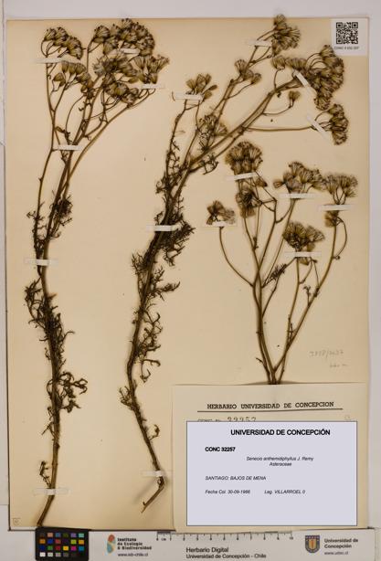 Senecio anthemidiphyllus [Espécimen: UDEC:CONC:0032257]