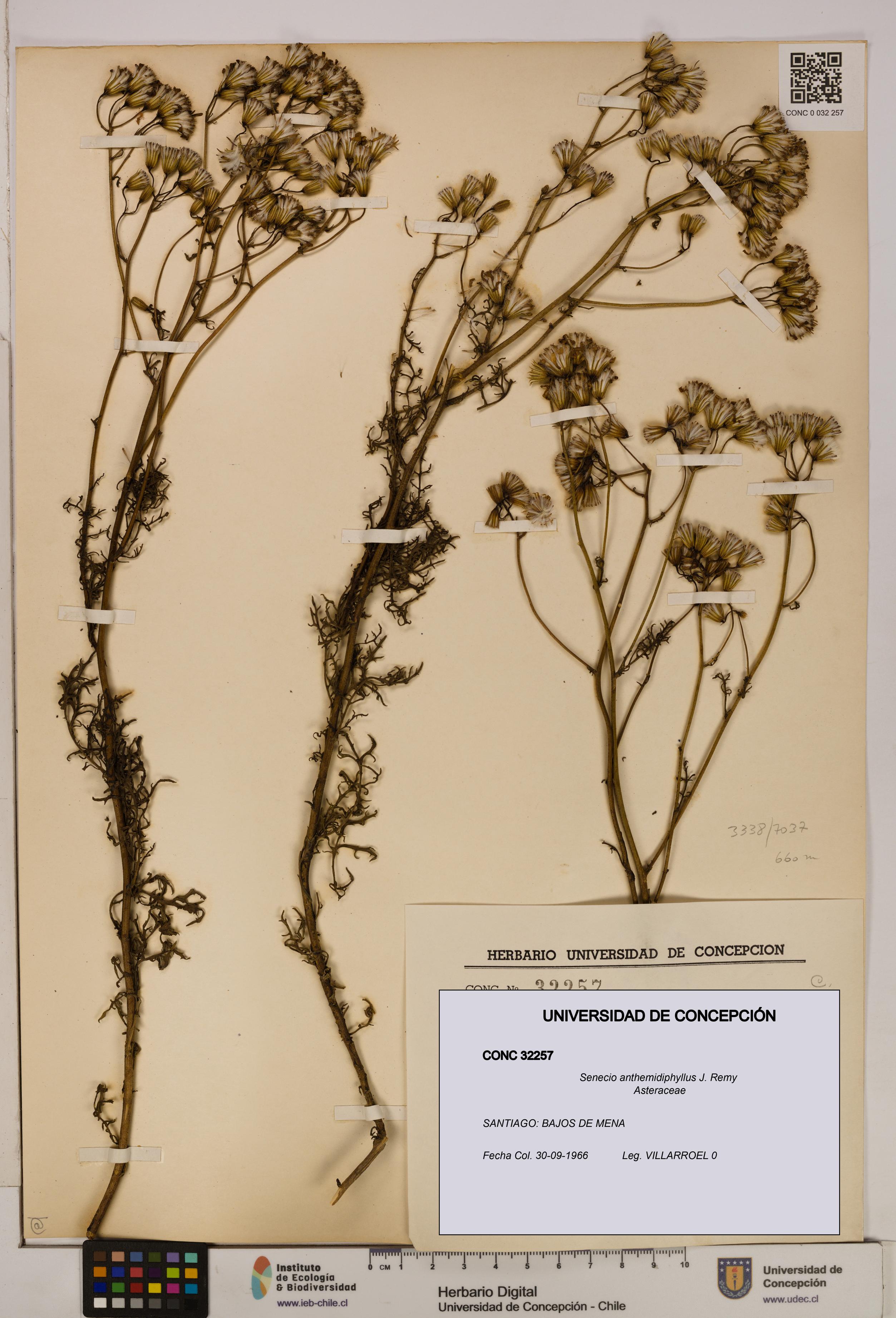 Senecio anthemidiphyllus [Espécimen: UDEC:CONC:0032257]