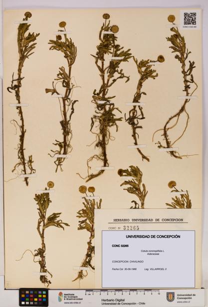 Cotula coronopifolia [Espécimen: UDEC:CONC:0032265]