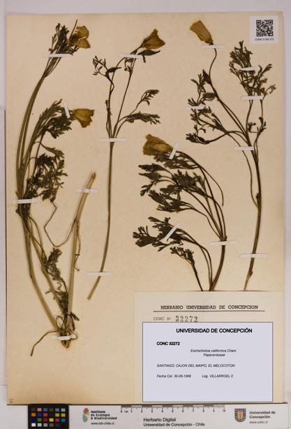 Eschscholzia californica [Espécimen: UDEC:CONC:0032272]