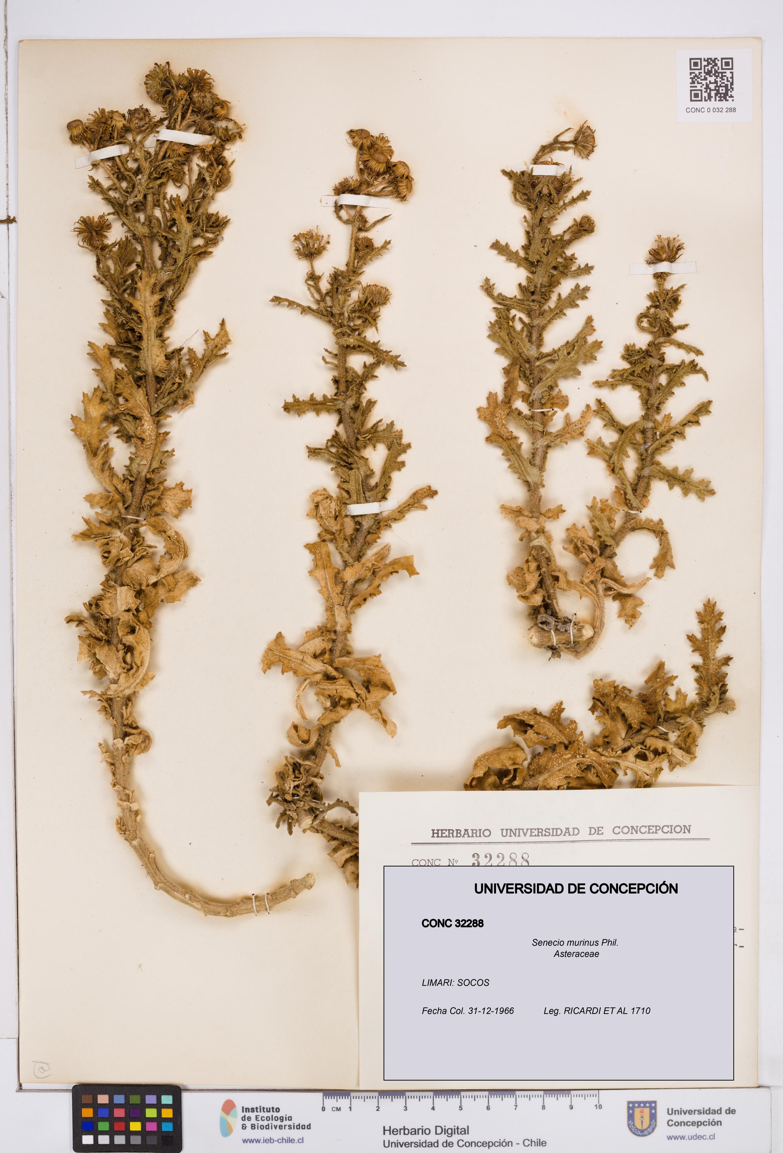 Senecio murinus [Espécimen: ]