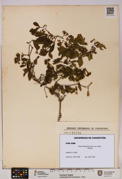 Cissus striata var. striata [Espécimen: UDEC:CONC:0032296]