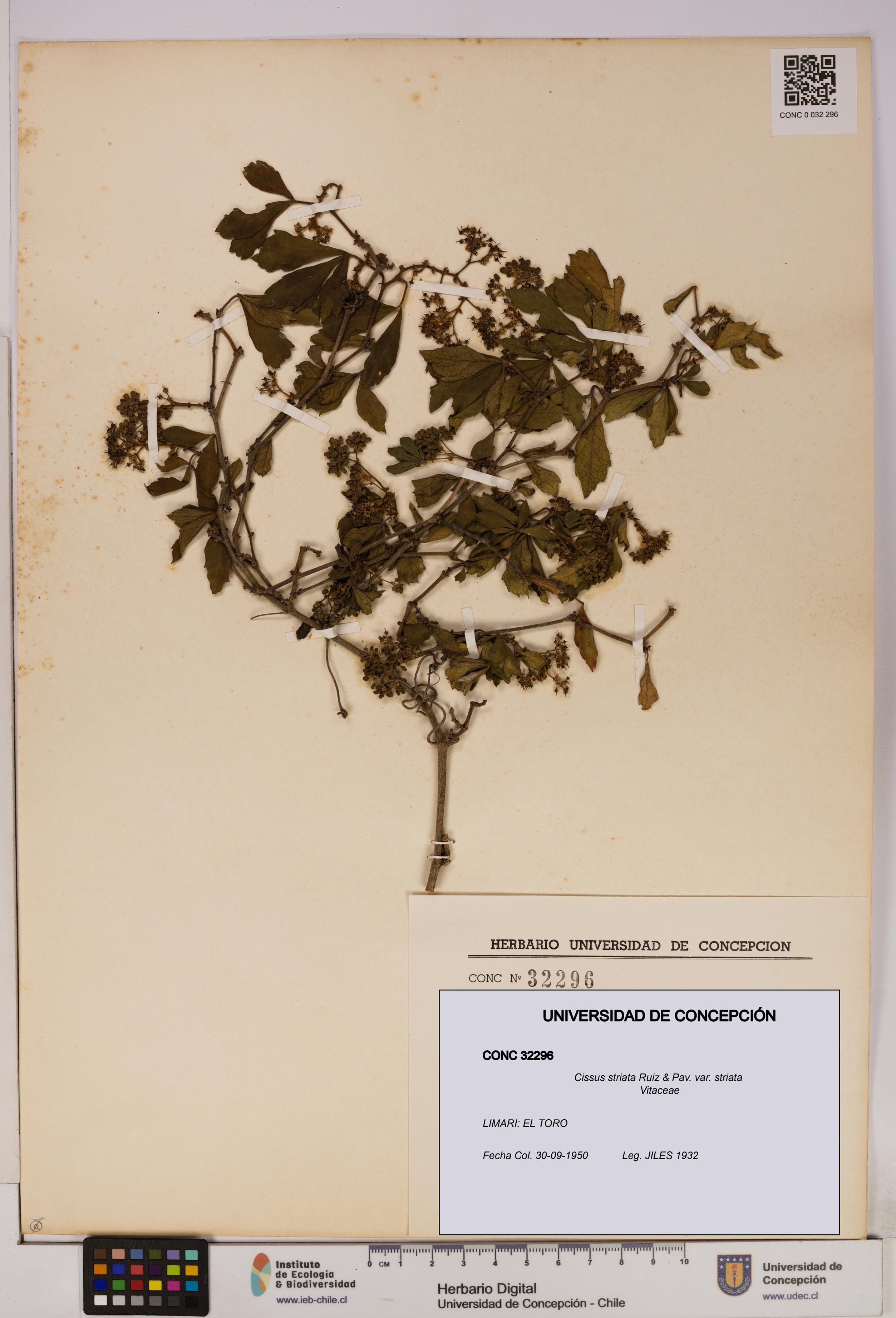 Cissus striata var. striata [Espécimen: UDEC:CONC:0032296]