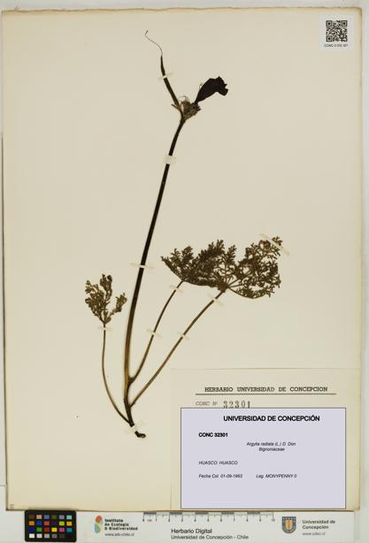 Argylia radiata [Espécimen: UDEC:CONC:0032301]