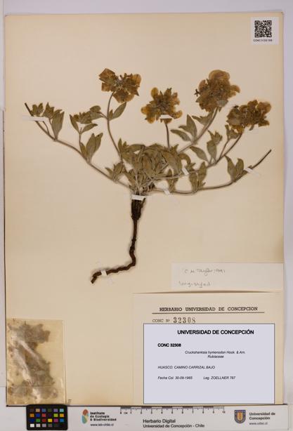 Cruckshanksia hymenodon [Espécimen: UDEC:CONC:0032308]